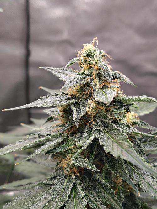 Son of a Mich. Week 8