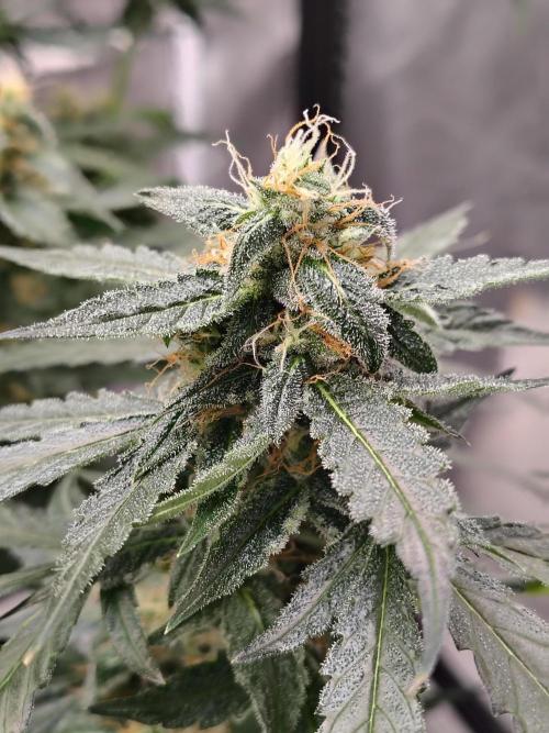 Son of a Mich. Week 8