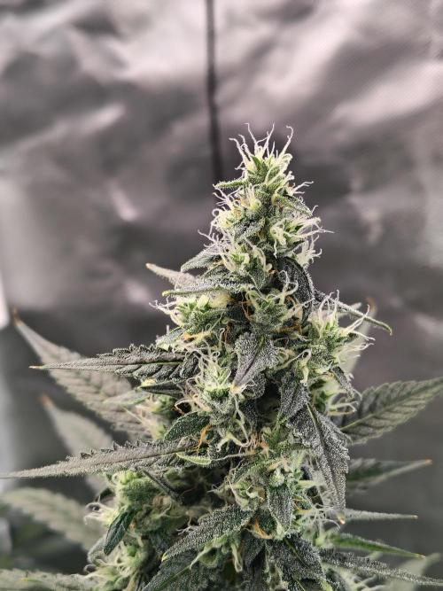 Son of a Mich. Week 8