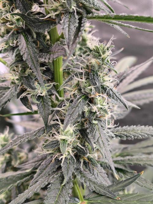 Son of a Mich. Week 8