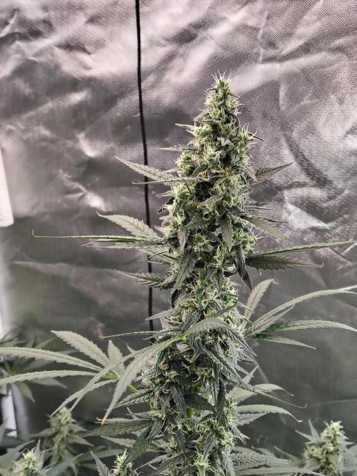 Son of a Mich. Week 8