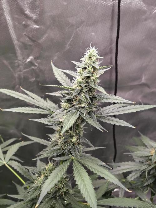 Son of a Mich. Week 8