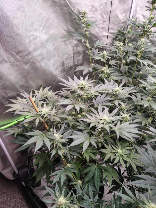 Durga Mata. Week 9
