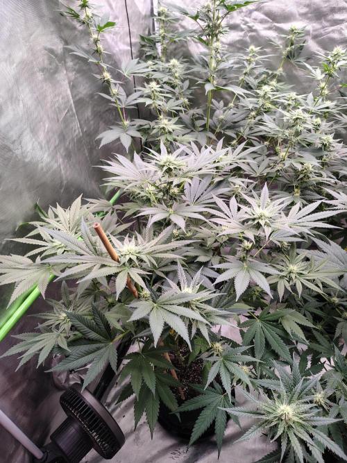 Durga Mata. Week 9