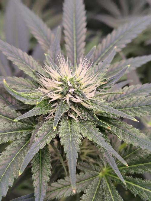 Durga Mata. Week 9