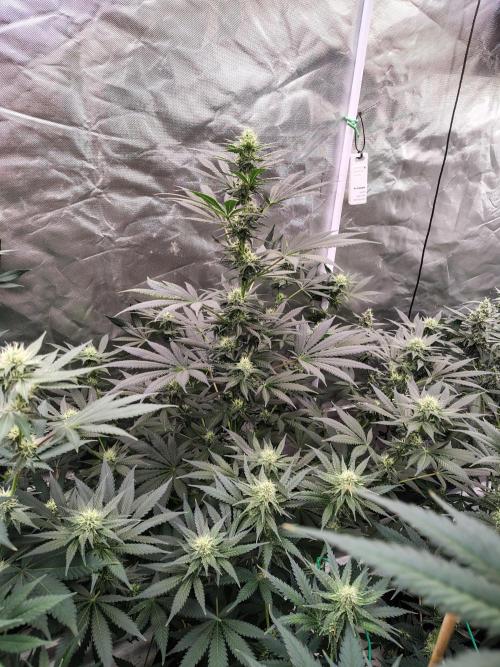Durga Mata. Week 9