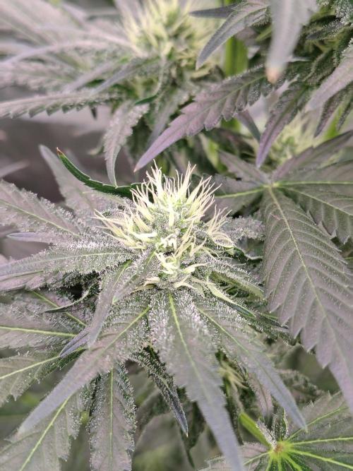 Durga Mata. Week 9