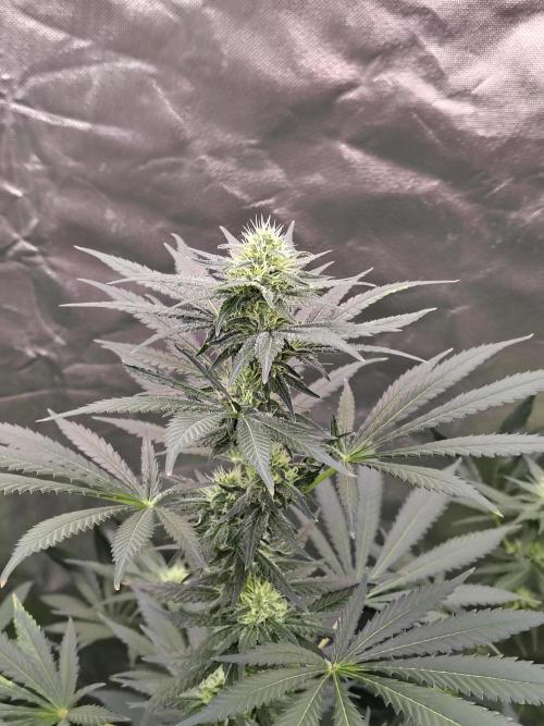 Durga Mata. Week 9