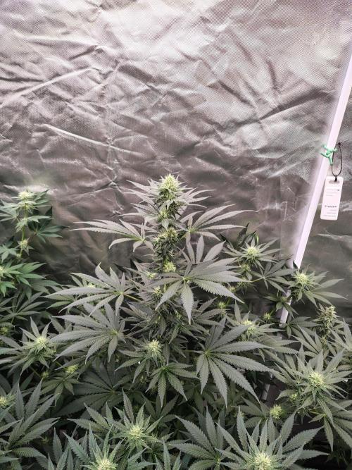 Durga Mata. Week 9