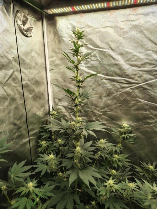 Zoap Rose. Week 9