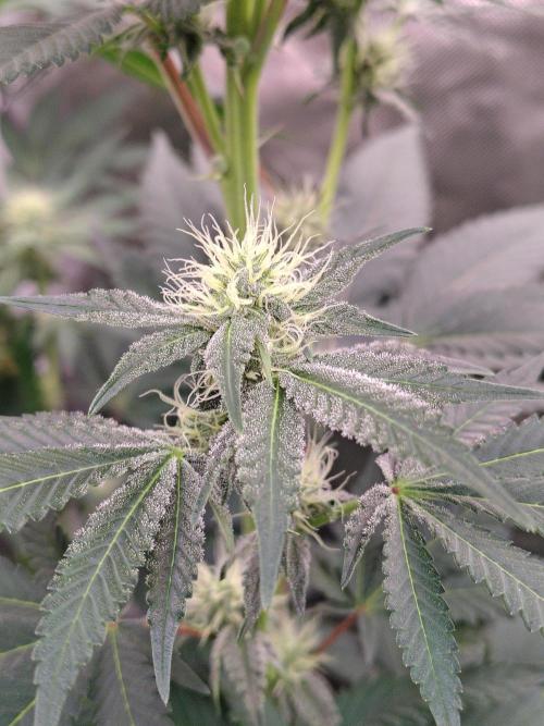 Zoap Rose. Week 9