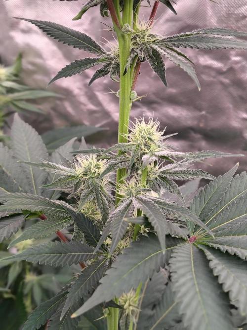 Zoap Rose. Week 9