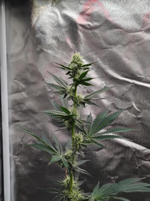 Zoap Rose. Week 9