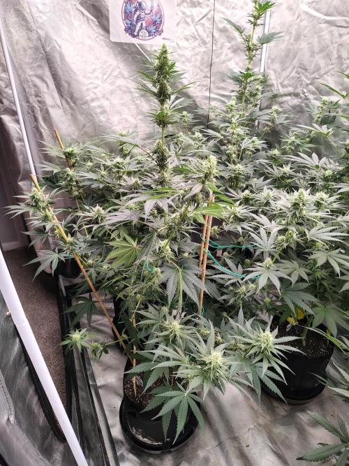 Fruity Pebbles OG. Week 9