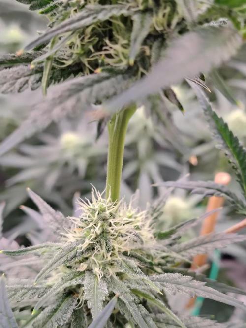 Fruity Pebbles OG. Week 9