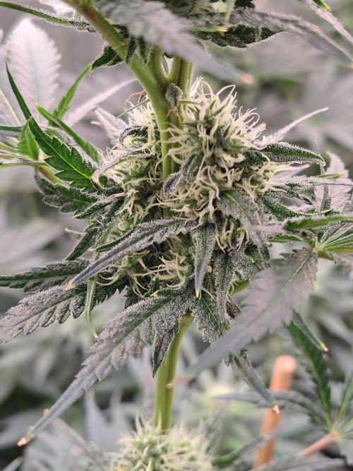 Fruity Pebbles OG. Week 9