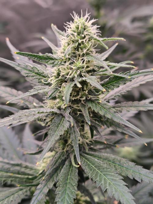Fruity Pebbles OG. Week 9