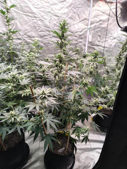 Fruity Pebbles OG. Week 9