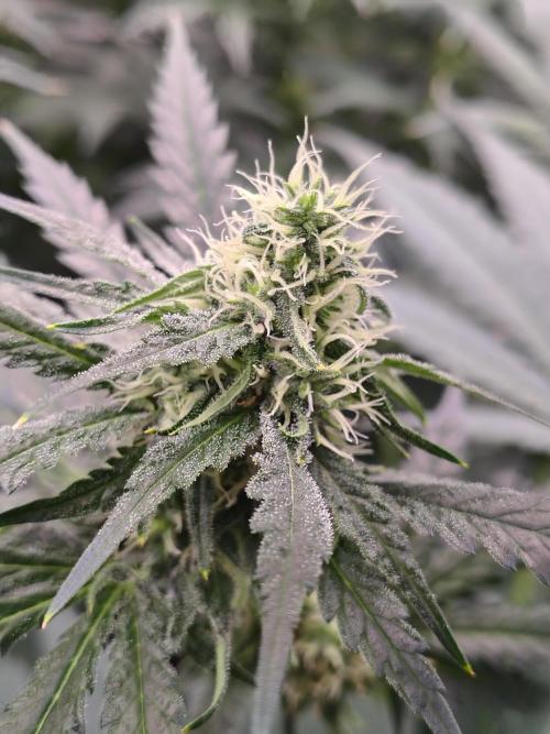 Fruity Pebbles OG. Week 9