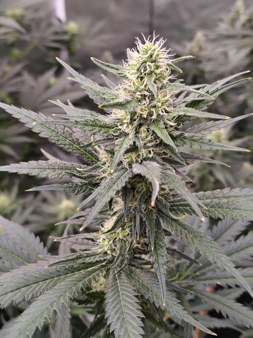 Fruity Pebbles OG. Week 9