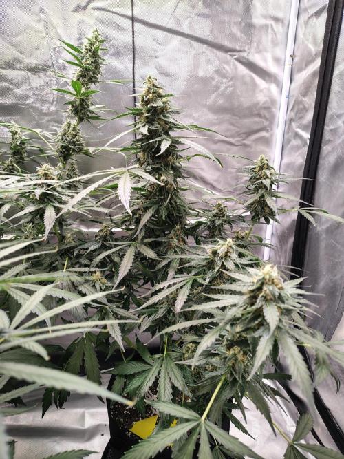 Son of a Mich. Week 8