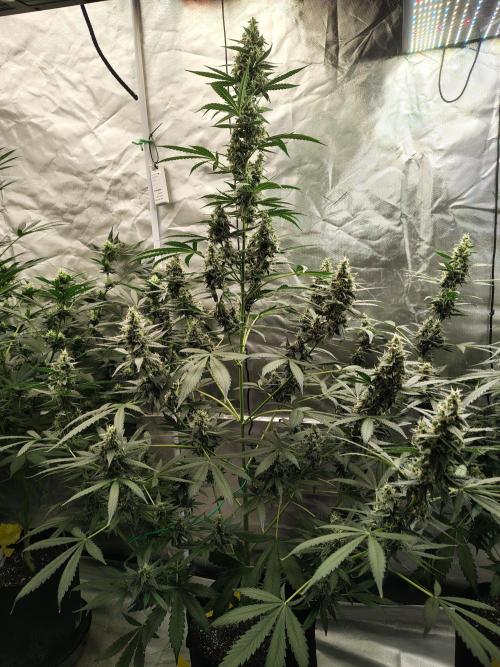 Son of a Mich. Week 8