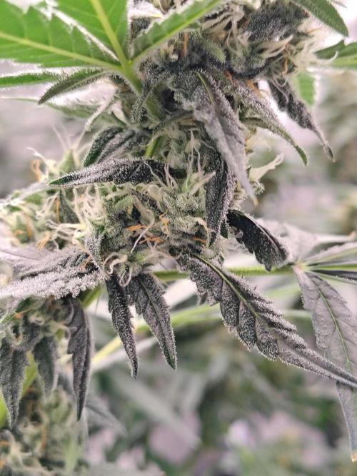Son of a Mich. Week 8