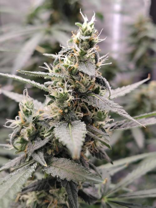 Son of a Mich. Week 8