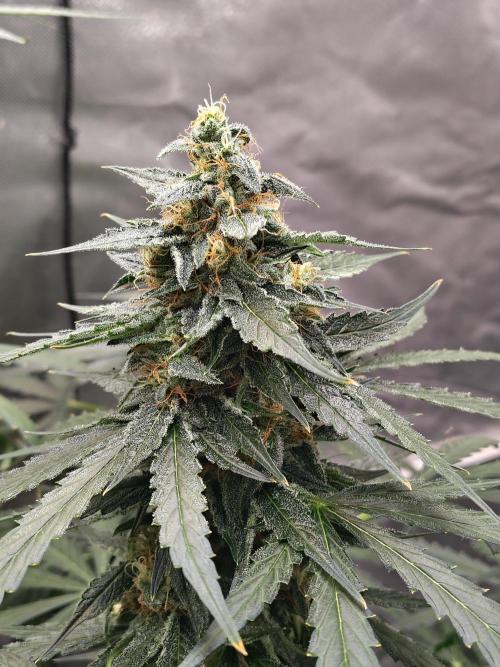 Son of a Mich. Week 8