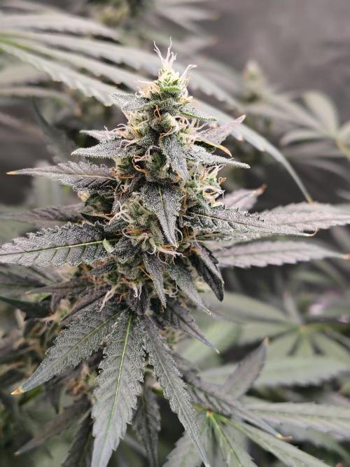 Son of a Mich. Week 8