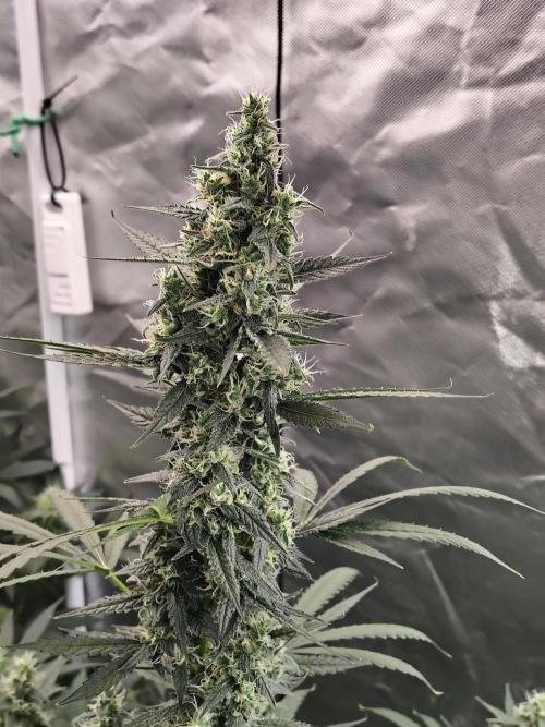 Son of a Mich. Week 8