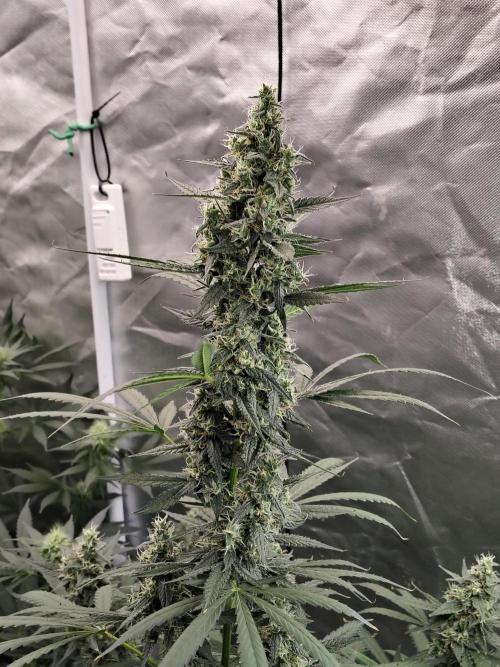 Son of a Mich. Week 8