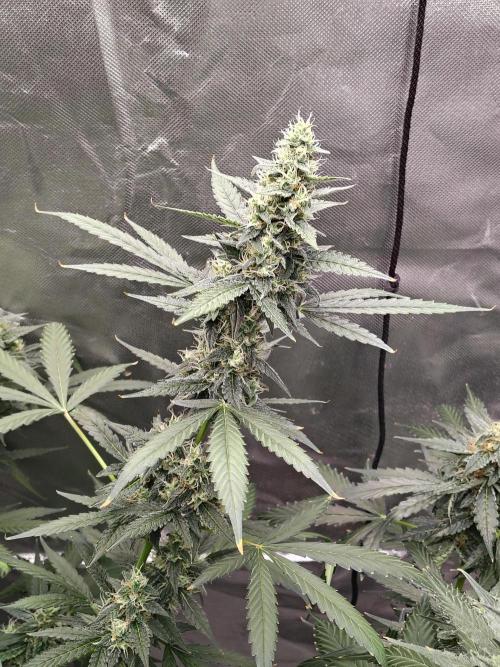 Son of a Mich. Week 8