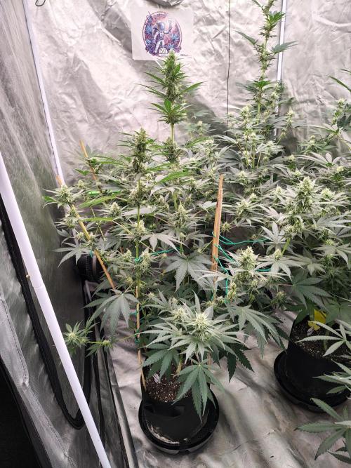 Fruity Pebbles OG. Week 10