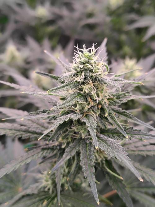 Fruity Pebbles OG. Week 10