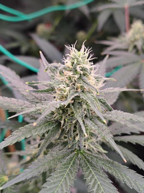 Fruity Pebbles OG. Week 10