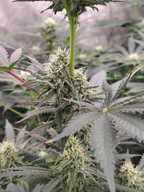 Fruity Pebbles OG. Week 10