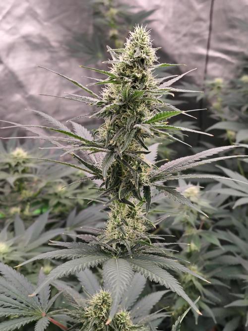 Fruity Pebbles OG. Week 10