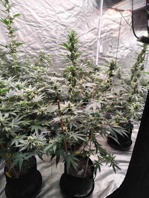 Fruity Pebbles OG. Week 10