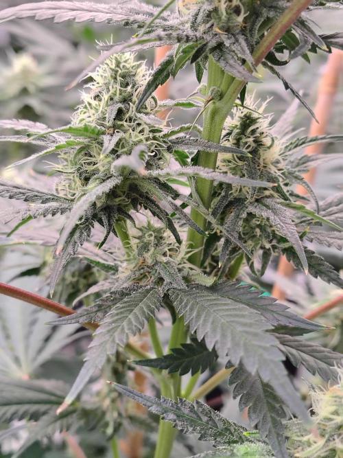 Fruity Pebbles OG. Week 10