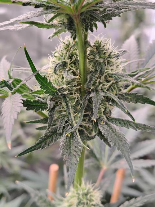 Fruity Pebbles OG. Week 10