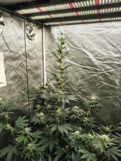 Zoap Rose. Week 10