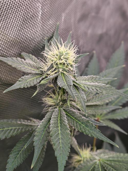 Zoap Rose. Week 10