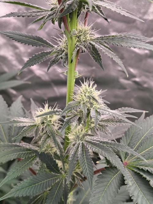 Zoap Rose. Week 10