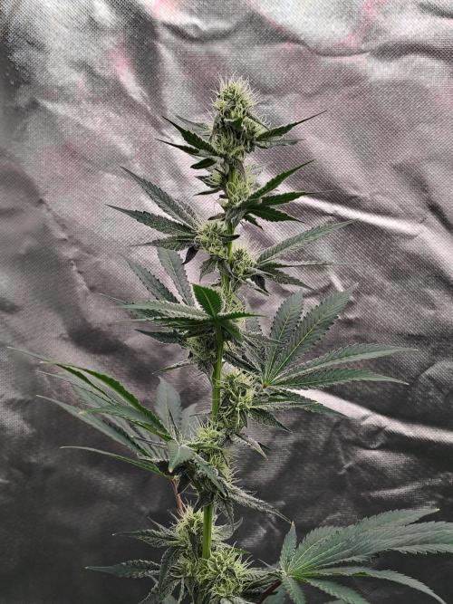 Zoap Rose. Week 10