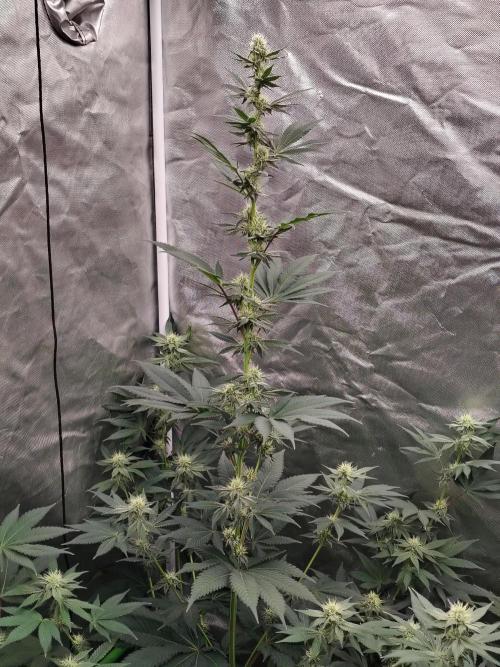 Zoap Rose. Week 10
