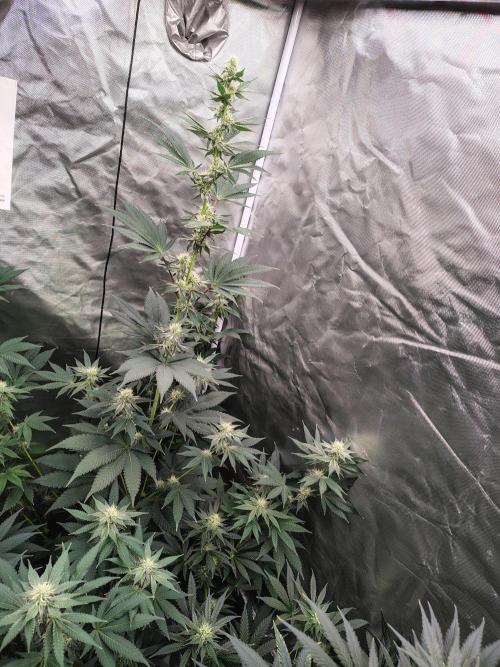Zoap Rose. Week 10