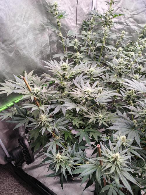 Durga Mata. Week 10