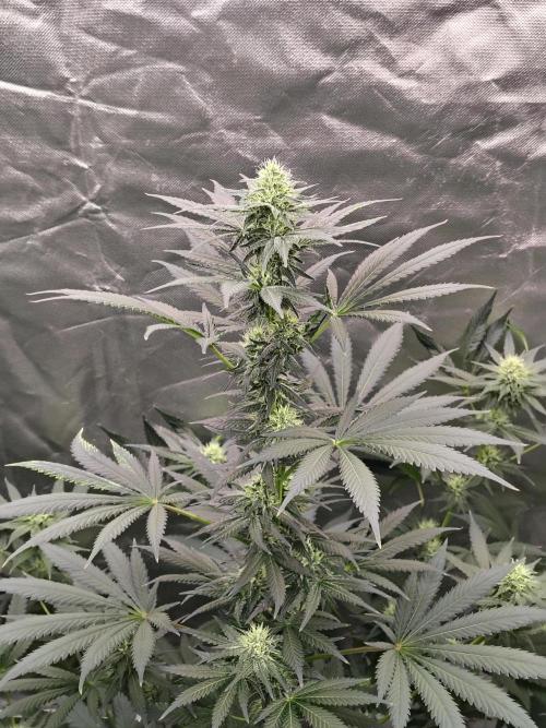 Durga Mata. Week 10