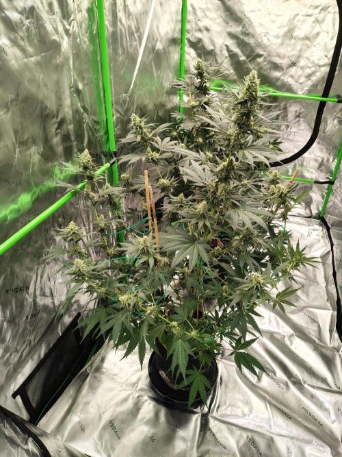 Fruity Pebbles OG. Week 10